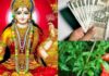 आपके घर में बस ये एक पौधा या इसकी एक डंडी ही काफी है। आपके घर में कभी धन की कमी नहीं होगी। महालक्ष्मी आपके घर में सदैव विराजमान रहेंगी। Money saving tricks with pomegranate tree