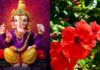 जो लोग ब्याज और कर्जा की वजह से जीवन भर कष्ट उठा रहे हैं, वे बस एक लाल फूल के साथ और यह पूजा करें। आपका पूरा कर्ज उतर जाएगा। Special pooja for lord Ganesha to get rid of Loans