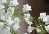 मोगरे के फूल के फायदे और नुकसान । Mogre ka Phool advantages and disadvantages Mogre ka Phool advantages and disadvantages