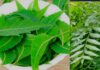 नीम के पत्ते खाने के फायदे । Neem ke patte khane ke fayde Neem ke patte khane ke fayde